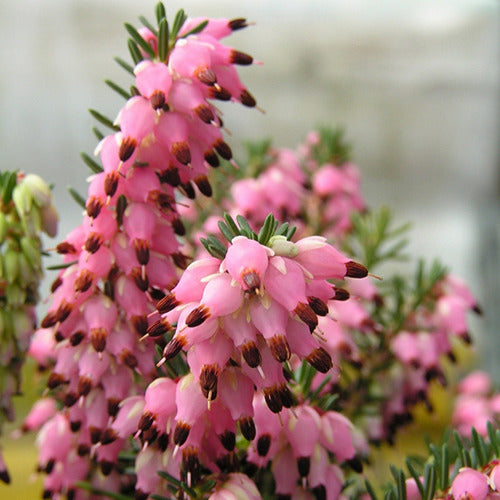 Bakker - Bruyère d'hiver Phoebe - Erica darleyensis phoebe - Terrasses et balcons