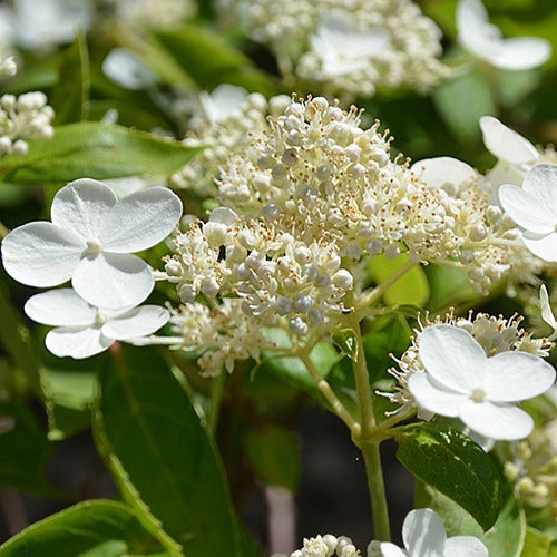 Bakker - Hortensia paniculé Prim'White® Dolprim - Hydrangea paniculata prim 'white ® 'dolprim' - Par variété