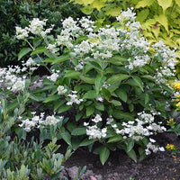 Hydrangea paniculata prim 'white ® 'dolprim' - Hortensia paniculé Prim'White® Dolprim - Hortensia paniculata