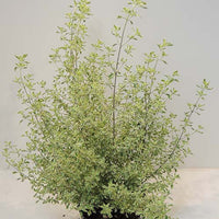 Menthe Australienne panachée - Bakker
