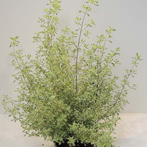 Menthe Australienne panachée - Bakker
