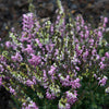 Bakker - Bruyère d'hiver Léa - Erica darleyensis lea - Pour pot et balconnière