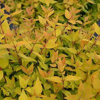 Bakker - Abélia Gold Touch® BMR Gold - Abelia grandiflora gold touch ® 'bmr gold' - Plantes d'extérieur