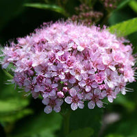 Spirée à feuilles de bouleau Pink Sparkler® - Spiraea betulifolia Pink Sparkler® - Bakker