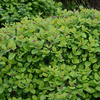 Spiraea betulifolia Pink Sparkler® - Spirée à feuilles de bouleau Pink Sparkler® - Spirées