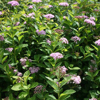 Spirée à feuilles de bouleau Pink Sparkler® - Bakker