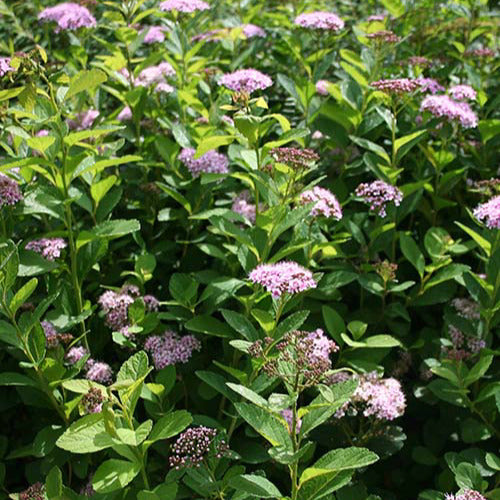 Bakker - Spirée à feuilles de bouleau Pink Sparkler® - Spiraea betulifolia pink sparkler® - Arbustes