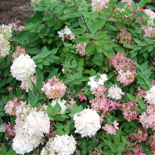 Hortensia paniculé Harry's Souvenir - Bakker