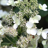Hortensia paniculé White Lady - Hydrangea paniculata White Lady - Bakker