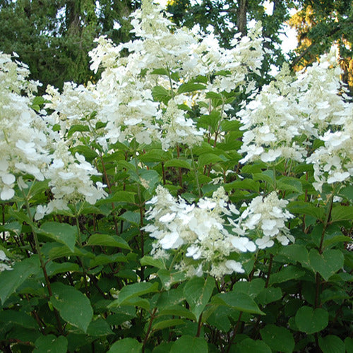 Bakker - Hortensia paniculé White Lady - Hydrangea paniculata white lady - Par variété