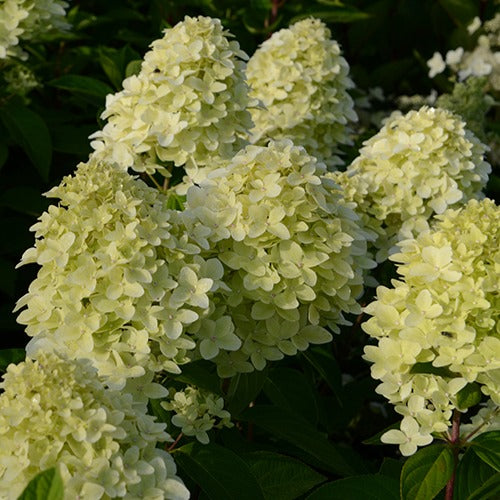 Hydrangea paniculata magical ® candle - Hortensia paniculé Magical® Candle - Hortensia paniculata