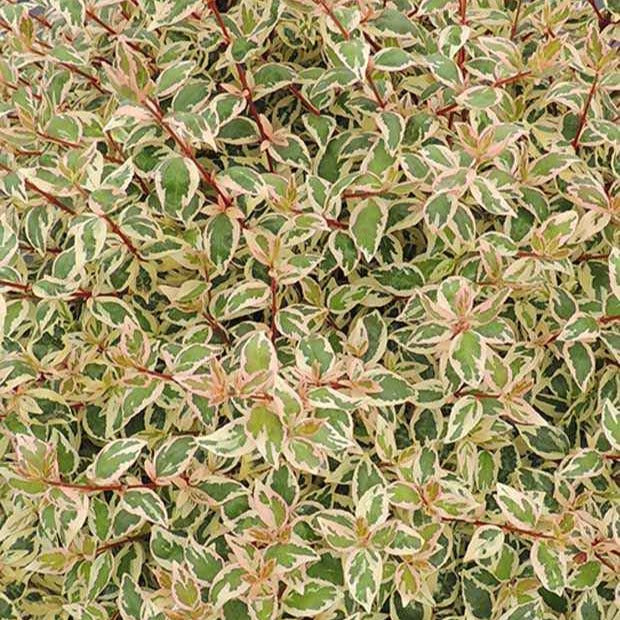 Abélia Pink Lady - Abelia grandiflora pink lady - Bakker