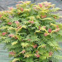 Sorbaire Pink Hopi® - Bakker