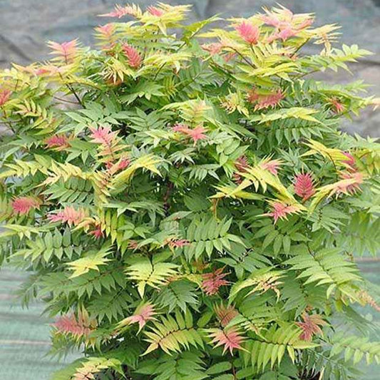 Sorbaire Pink Hopi® - Bakker