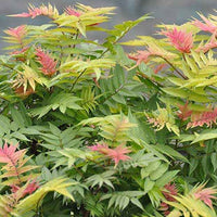 Sorbaire Pink Hopi® - Sorbaria sorbifolia pink hopi ® - Bakker