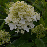 Hortensia paniculé Magical® Sweet Summer - Hydrangea paniculata magical ® sweet summer - Bakker