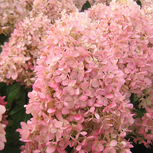 Bakker - Hortensia paniculé Magical® Sweet Summer - Hydrangea paniculata magical ® sweet summer - Par variété