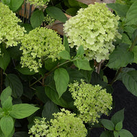 Hortensia paniculé Ruby Angels Blush - Hydrangea paniculata ruby angels blush - Bakker