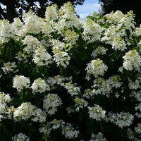 Hortensia paniculé Great Star® Le Vasterival - Bakker