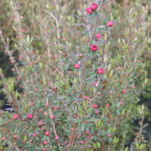 Bakker - Arbre à thé Ruby Glow - Leptospermum scoparium ruby glow - Plantes d'extérieur