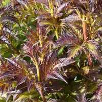 Sureau Serenade Jonade - Sambucus x strumpfii serenade 'jonade' - Bakker