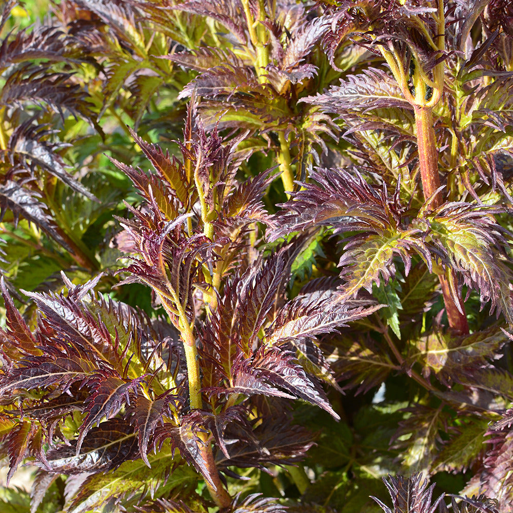 Bakker - Sureau Serenade Jonade - Sambucus x strumpfii serenade 'jonade' - Terrasses et balcons