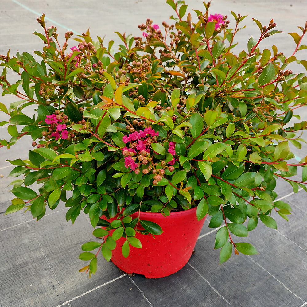 Bakker - Lilas des Indes Lilas d'été Mimie® Fuchsia - Lagerstroemia indica mimie ® fuchsia - Arbustes