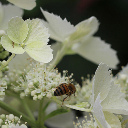 Bakker - Hortensia paniculé Pink Lady - Hydrangea paniculata pink lady - Plantes d'extérieur