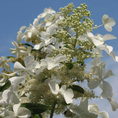 Bakker - Hortensia paniculé Levana - Hydrangea paniculata levana - Plantes d'extérieur