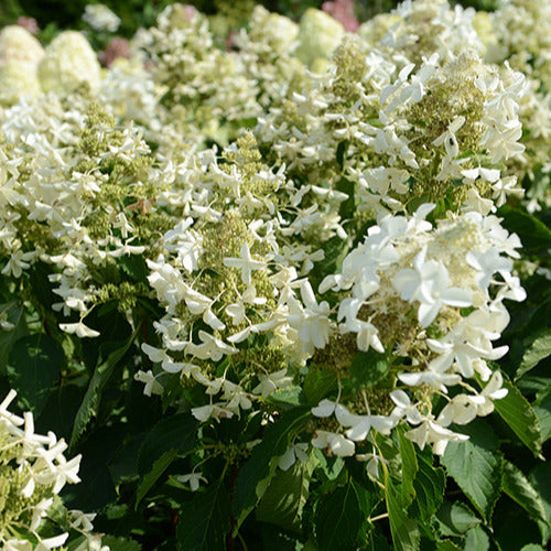 Bakker - Hortensia paniculé Levana - Hydrangea paniculata levana - Par variété