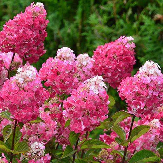 Hortensia paniculé Framboisine® 'Rensam' - Bakker.com | France