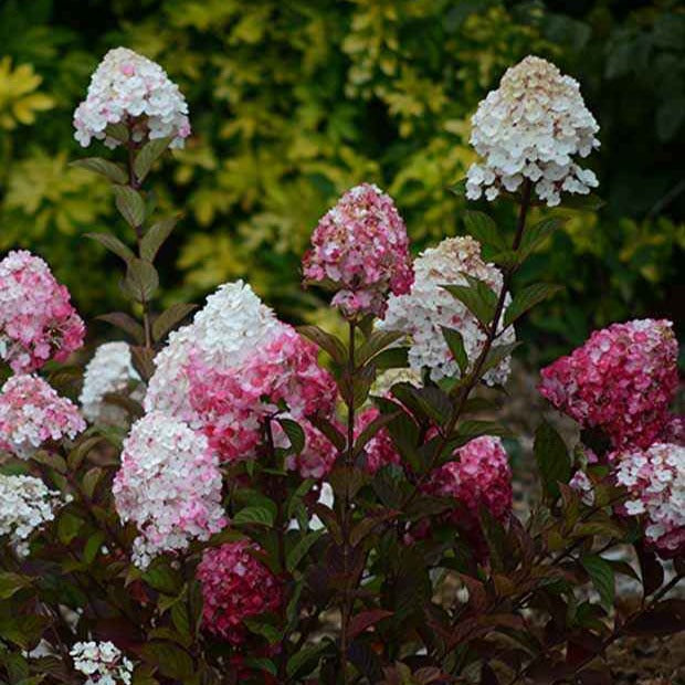 Hortensia paniculé Framboisine® 'Rensam' - Hydrangea paniculata framboisine® 'rensam' - Bakker