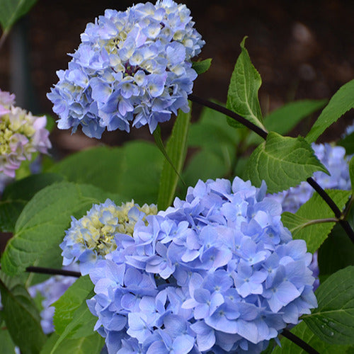 Bakker - Hortensia So Long® Ebony Monmar - Hydrangea macrophylla so long ® ebony 'monmar' - Plantes d'extérieur