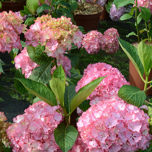 Hortensia So Long® Sunny - Hydrangea macrophylla so long ® sunny 'tk02' - Bakker