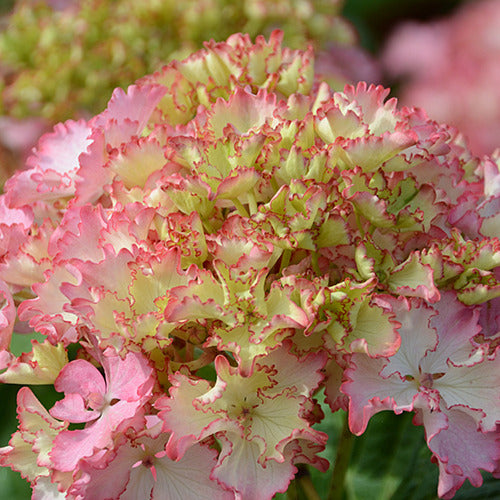 Bakker - Hortensia So Long® Sunny - Hydrangea macrophylla so long ® sunny 'tk02' - Par variété