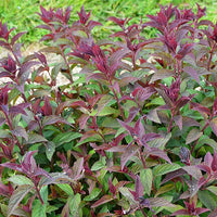 Spirée du Japon Merlo® Green - Spiraea japonica merlo ® green - Bakker