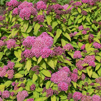 Spirée du Japon Merlo® Star - Spiraea japonica merlo ® star - Bakker