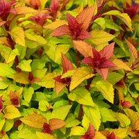 Bakker - Spirée du Japon Merlo® Star - Spiraea japonica merlo ® star - Arbustes et vivaces