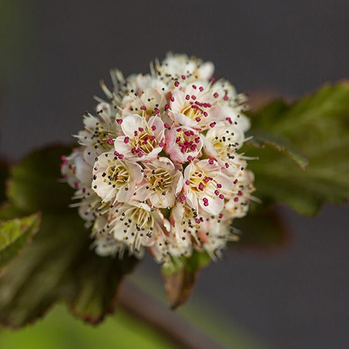 Bakker - Physocarpe Amber Jubilé® Jefam - Physocarpus opulifolius amber jubilee ® 'jefam' - Terrasses et balcons