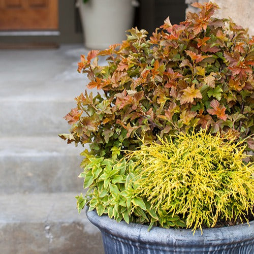 Physocarpus opulifolius amber jubilee ® 'jefam' - Physocarpe Amber Jubilé® Jefam - Plantes de terrasses et balcons