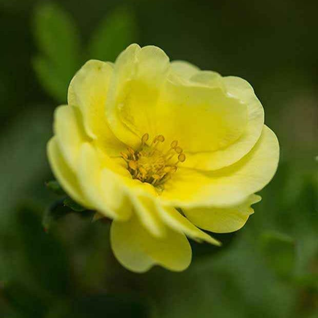 Potentilla fruticosa lemon meringue - Potentille arbustive Lemon Meringue - Vivaces fleuries