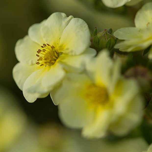 Vivaces fleuries - Potentille arbustive Lemon Meringue - Potentilla fruticosa lemon meringue
