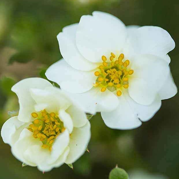 Potentille arbustive Crème Brûlée - Bakker