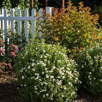 Potentilla fruticosa creme brûlée - Potentille arbustive Crème Brûlée - Arbustes fleuris