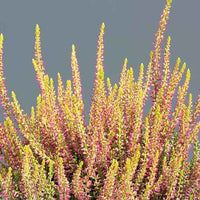 Bruyère d'été Golden Angie - Calluna vulgaris golden angie - Bakker