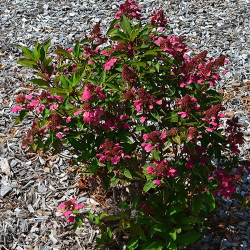 Bakker - Hortensia paniculé Prim'Red® Couhaprim - Hydrangea paniculata prim'red ® 'couhaprim' - Par variété
