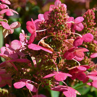 Hydrangea paniculata prim'red ® 'couhaprim' - Hortensia paniculé Prim'Red® Couhaprim - Hortensia paniculata
