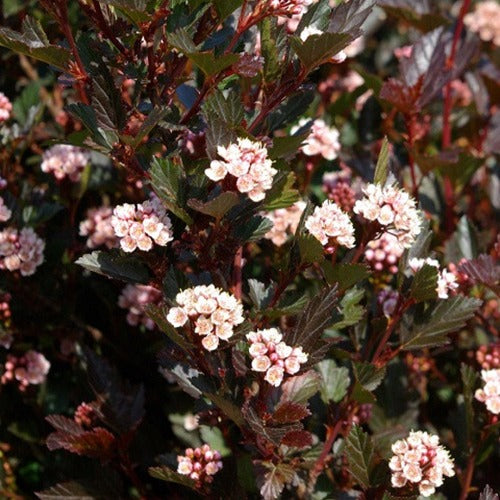 Bakker - Physocarpe Little Dévil - Physocarpus opulifolius Little Devil - Terrasses et balcons