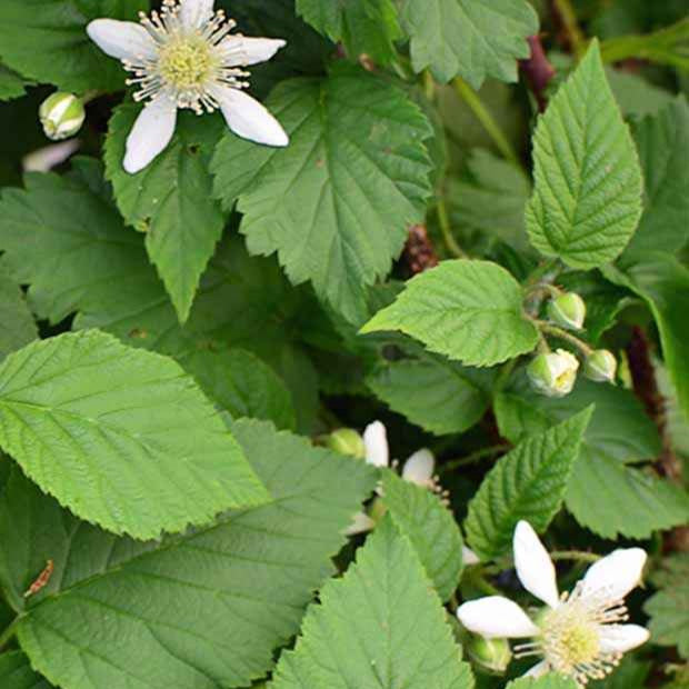 Mûre-framboise Bounty Berry - Rubus fruticosus tayberry bounty berry 'yantay' - Bakker