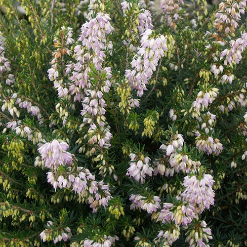 Bakker - Bruyère d'hiver Jenny Porter - Erica darleyensis jenny porter - Terrasses et balcons